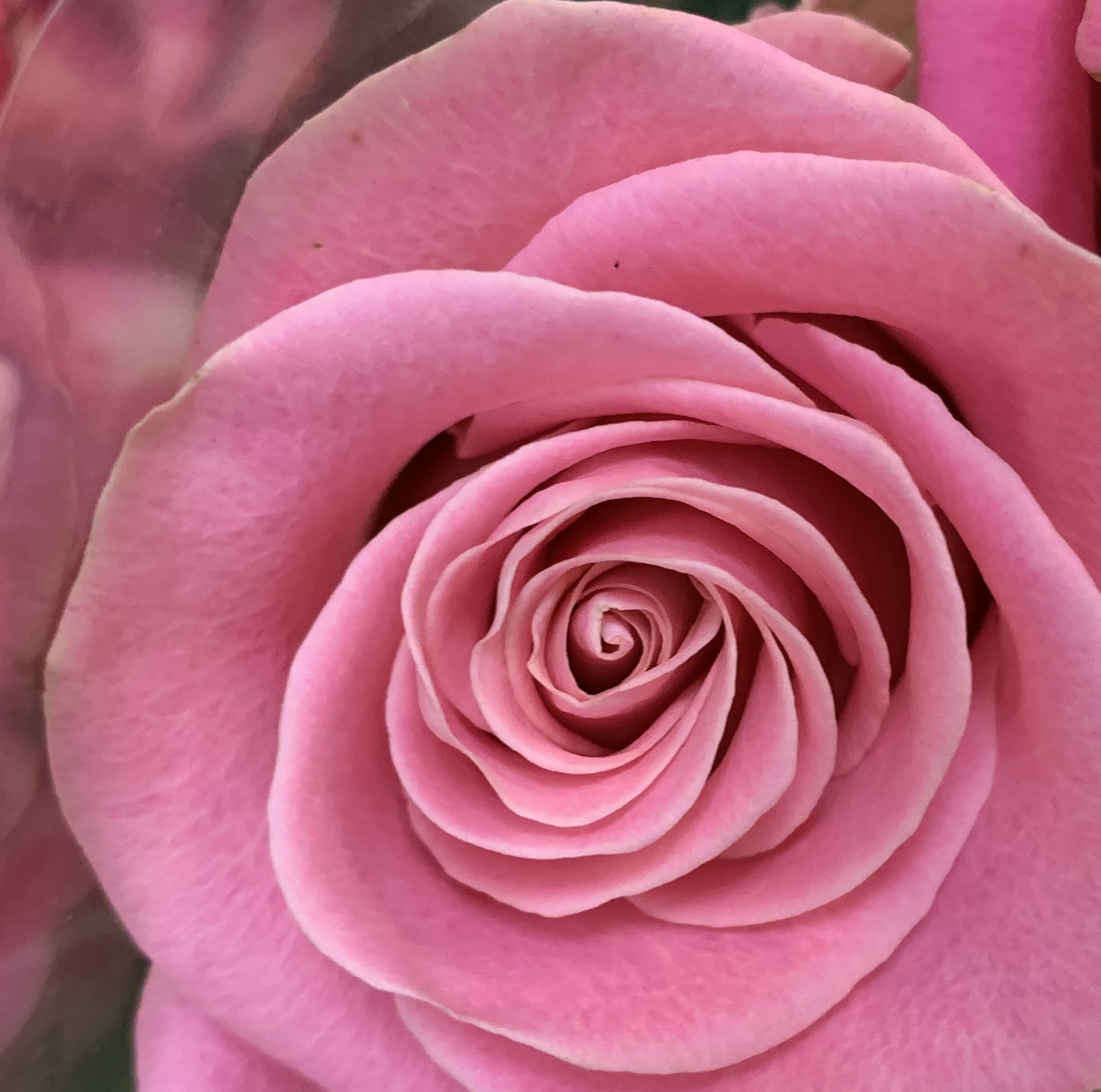 Rose Hermosa Standard Rose Roses Flowers By Category Sierra